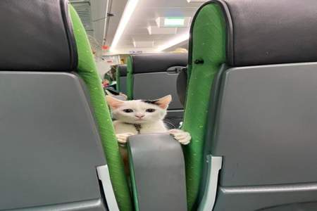 做火车可以带宠物吗