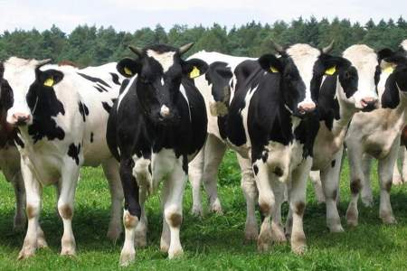 一头奶牛一年吃多少青储料