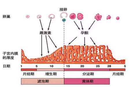 月经名字的由来