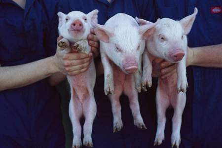 一只猪一胎最多可以生几只小猪