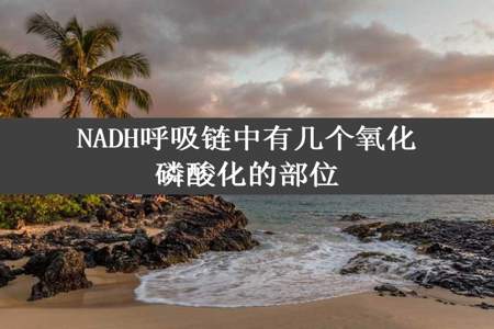 NADH呼吸链中有几个氧化磷酸化的部位