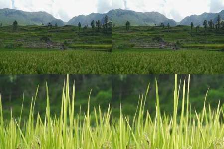 稻子的生长过程