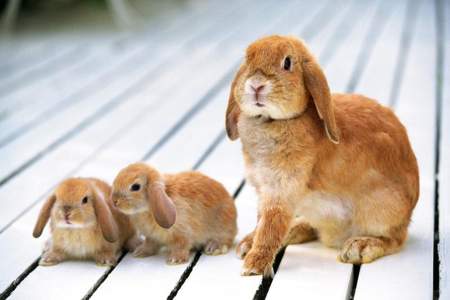 兔子生完小兔多长时间配兔子