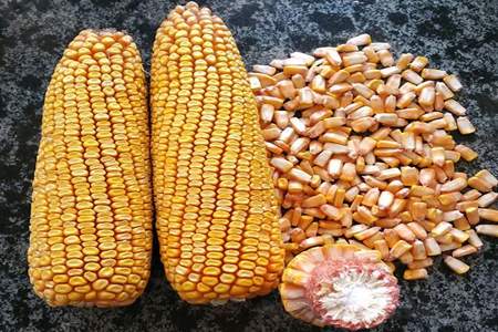 1505玉米是哪家种子公司生产的