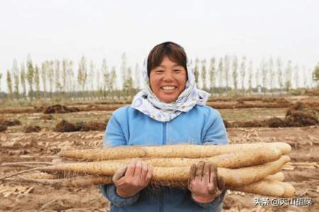 山药一亩地产量大约是多少