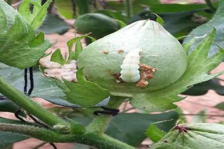 花卉上的棉花虫如何治