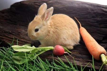兔子吃东西到底会不会撑死