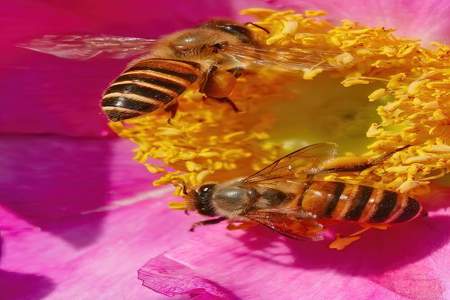 蜜蜂在几度温度停止采蜜