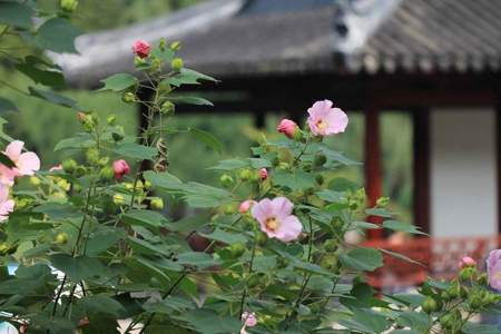 植物趣闻读后感