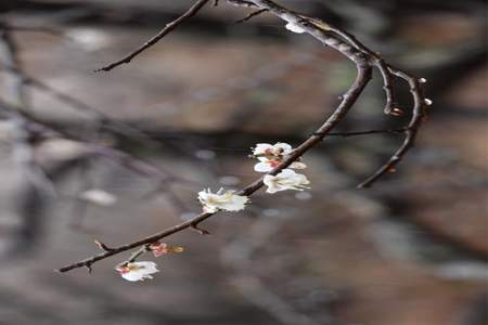 傲雪寒梅独自开全诗下一句