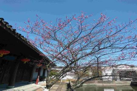 梅花无意分春色流水有心歌秋声