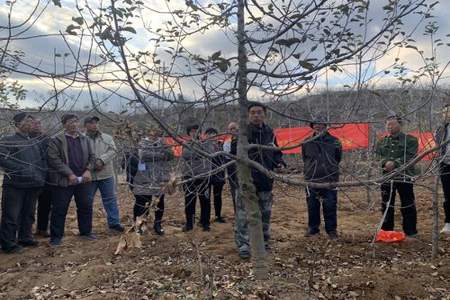 果园里种满了一棵棵果树修改病句