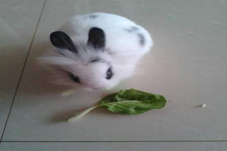 兔子能长期吃蒜皮吗