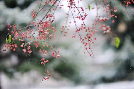 初春田野霁，山樱正繁时