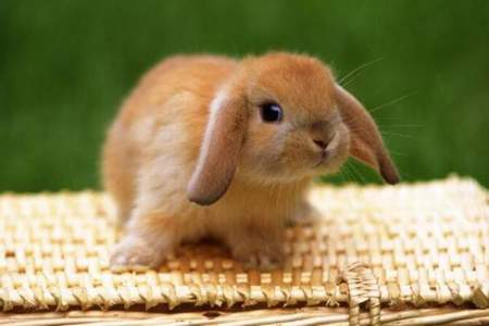 小兔子的外貌描写