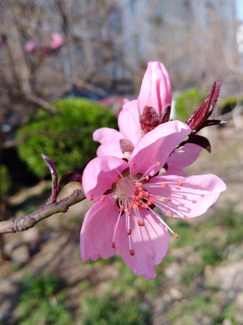 春暖花开万物复苏描写春天的词语