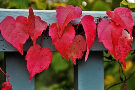 秋天香山到处五颜六色的树叶修改病句