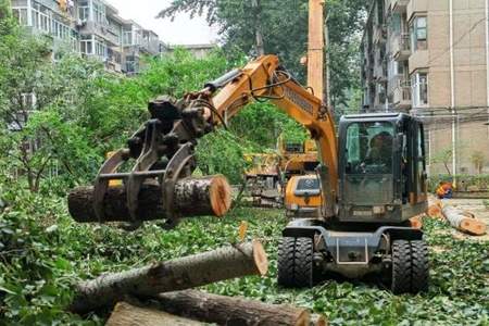 全国要统一砍伐杨树吗