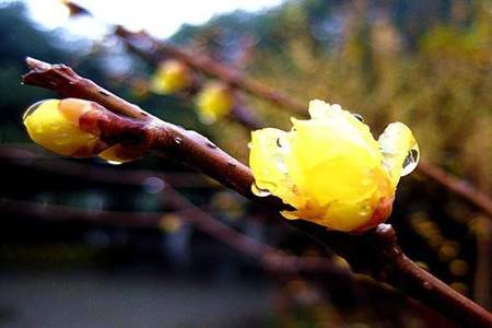 写出冬雨的诗句