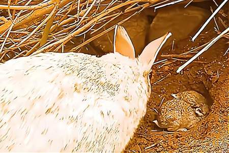 刚出生的小兔子一天要喂几次奶知道的朋友请回答