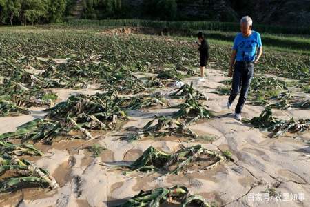 玉米遭水淹后会死吗