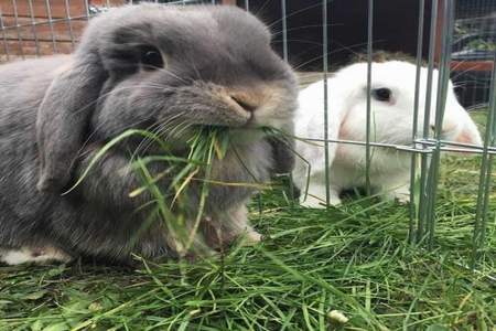 兔子长期吃花生叶，有好处还是有坏处啊