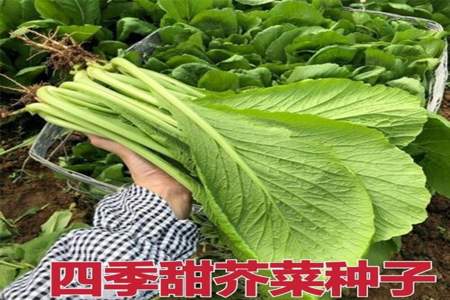 种芥菜苗的正确方法