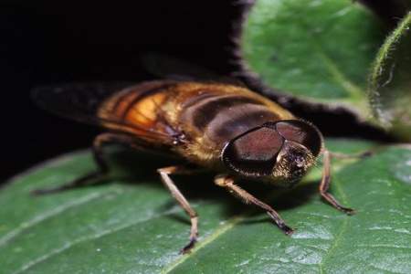 蜜蜂个头特小是啥蜂种