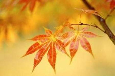 形容一片叶子知道秋天到来的谚语