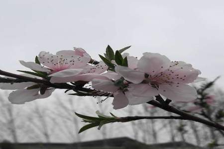 春风花似雨意思