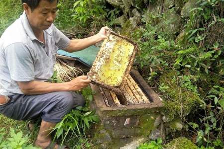 寻找野生蜜蜂的绝招