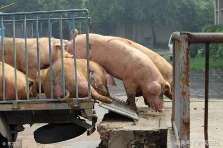 一头猪喂200斤得多少饲料