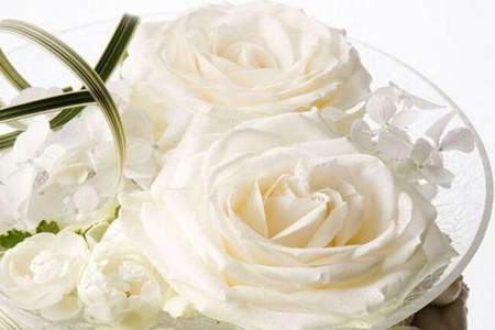 关于白玫瑰的诗句