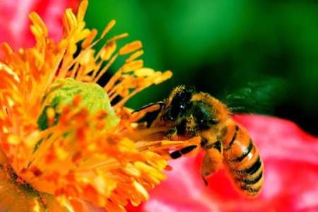 蜜蜂在秋天会自然分蜂吗
