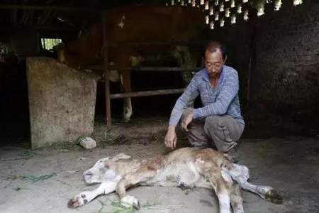 刚出生的小牛腿被拉断了会死吗