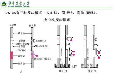 lcd1602间接连法