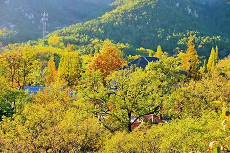 崂山红叶最佳观赏期