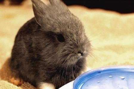 兔子能不能喝水