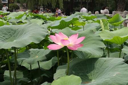 7月上旬适合去的地方