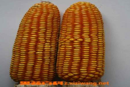 高产玉米品种有哪些