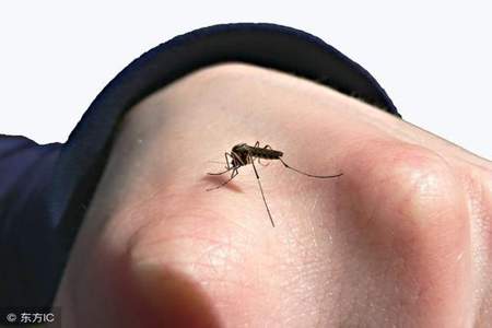 一种很臭的蚊子叫什么