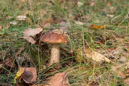 农村树林里的蘑菇什么时候长