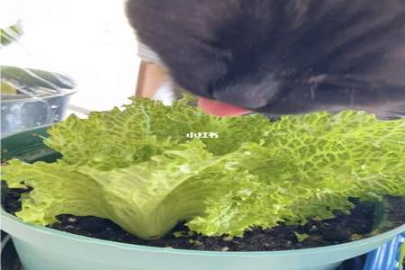 猫吃什么蔬菜可以排毛
