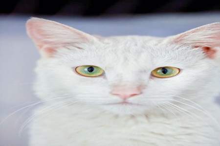 什么动物眼睛发白
毛是白色