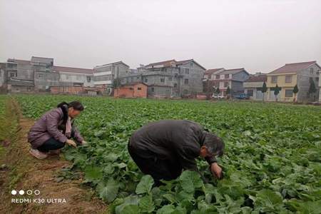 油菜怎么种