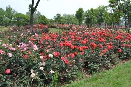 绿洲世界的玫瑰花怎么使用