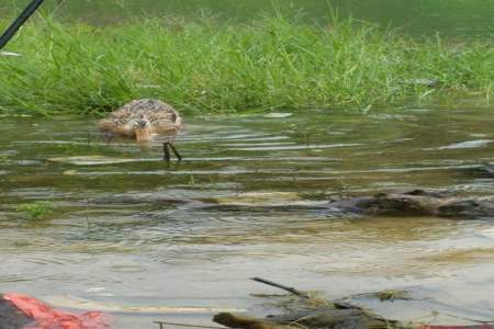 刚下过大雨小蚯蚓出来鸭子吃美食这体现了生物的什么性状