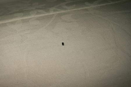 床上棕垫有小虫子特别小怎么去除