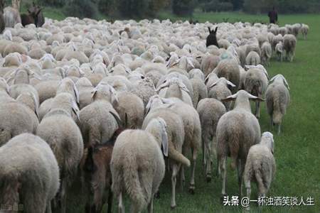 三十万只羊在内蒙算什么级别