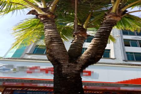 世界上第一棵椰子树怎么长出来的